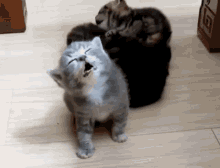 1000012776.gif