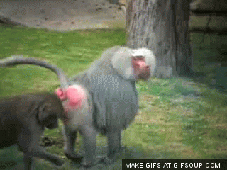 1746430046588.gif