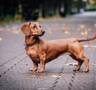 129+ Thousand Dachshund Royalty-Free Images, Stock Photos & Pictures |  Shutterstock
