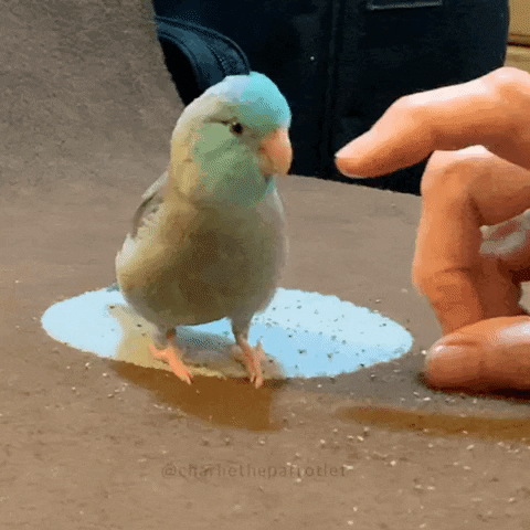 1760915391349.gif