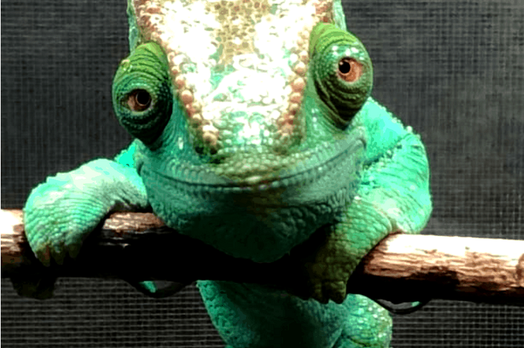 AVZ Chameleon.png