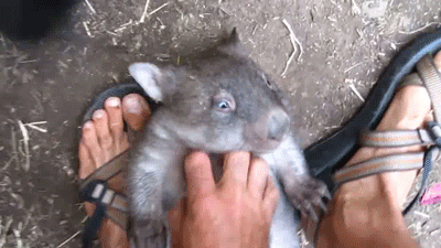 baby-wombats-love-belly-scritches.gif
