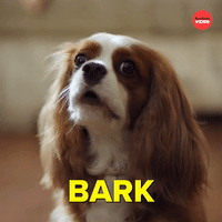 Barking dog.gif