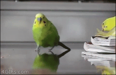budgies-always-play-it-cool.gif