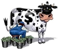 Cash Cow !.jpg