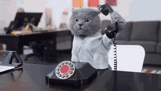 CAT Phone.gif