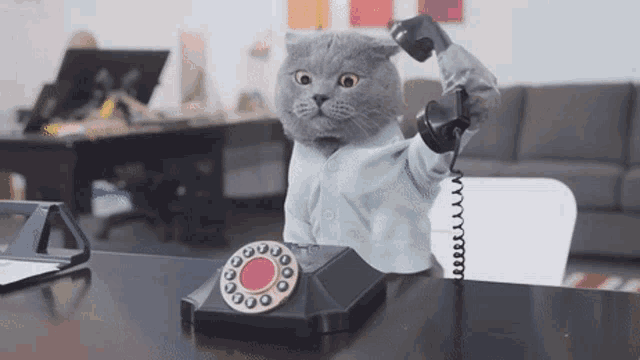cat-telephone-cat.gif