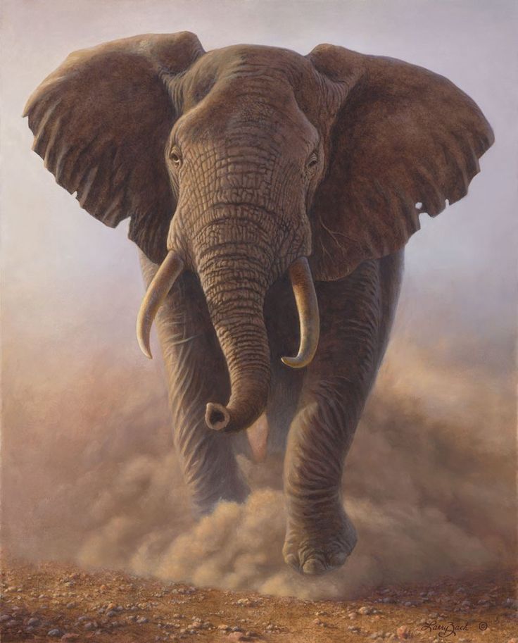 Charging Bull — African Elephant.jpg