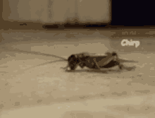 chirp.gif