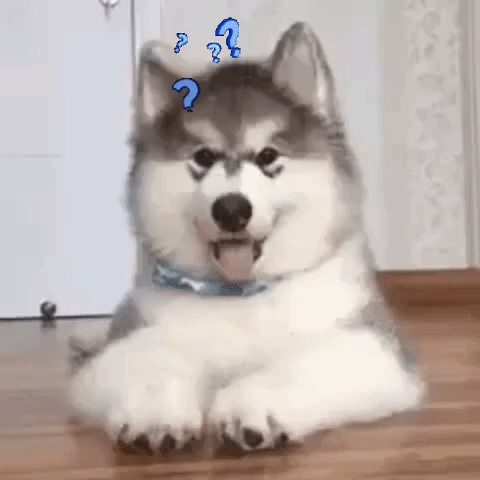 confused dog 3.gif