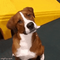 confused dog.gif