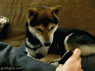 confused dog2.gif