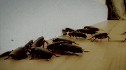 crawl-space-roaches-tennessee.gif