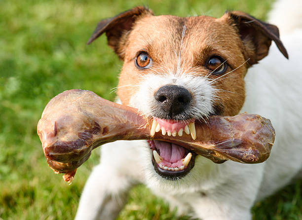 dog with a bone !.jpg
