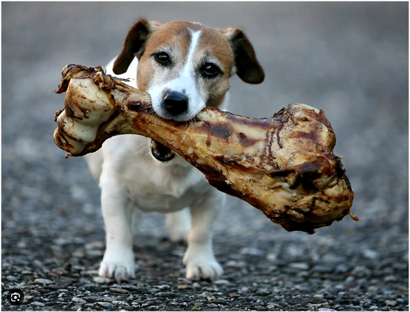 dog with a bone.png