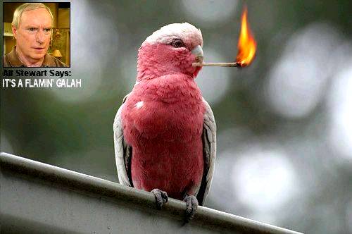 #Galah.jpg