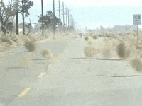 IMG_1306.gif