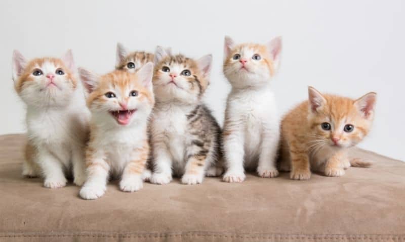 litter-of-kittens.jpg