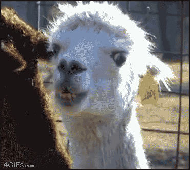 llama look.gif