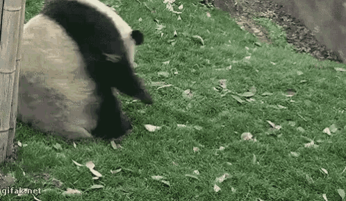 panda-fat.gif