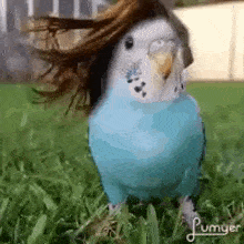 parrot-with-hair.gif