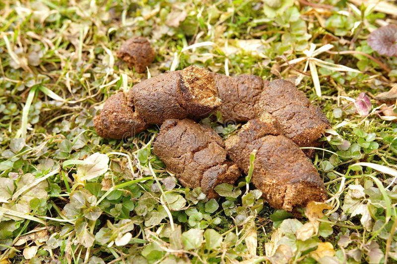 poo-de-chien-en-nature-66990333.jpg