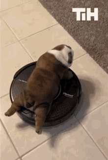 robot-vacuum-this-is-happening.gif