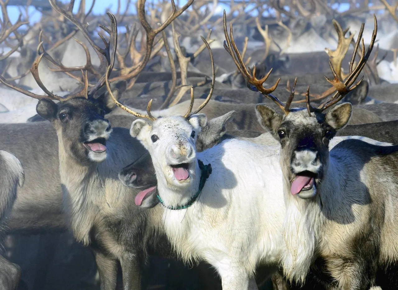 stoned reindeers.jpg