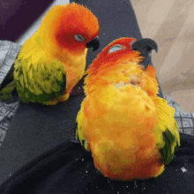 tired-bird.gif