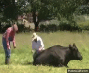 cow fart giphy.gif