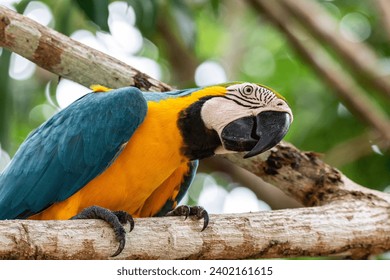 149,601 Macaw Images, Stock Photos, 3D objects, & Vectors ...
