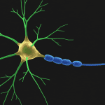 The Neuron