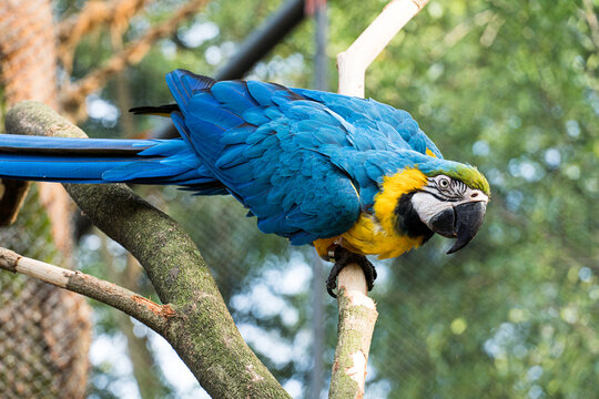 Parrot Macaw Images – Browse 221 Stock Photos, Vectors, and Video | Adobe  Stock