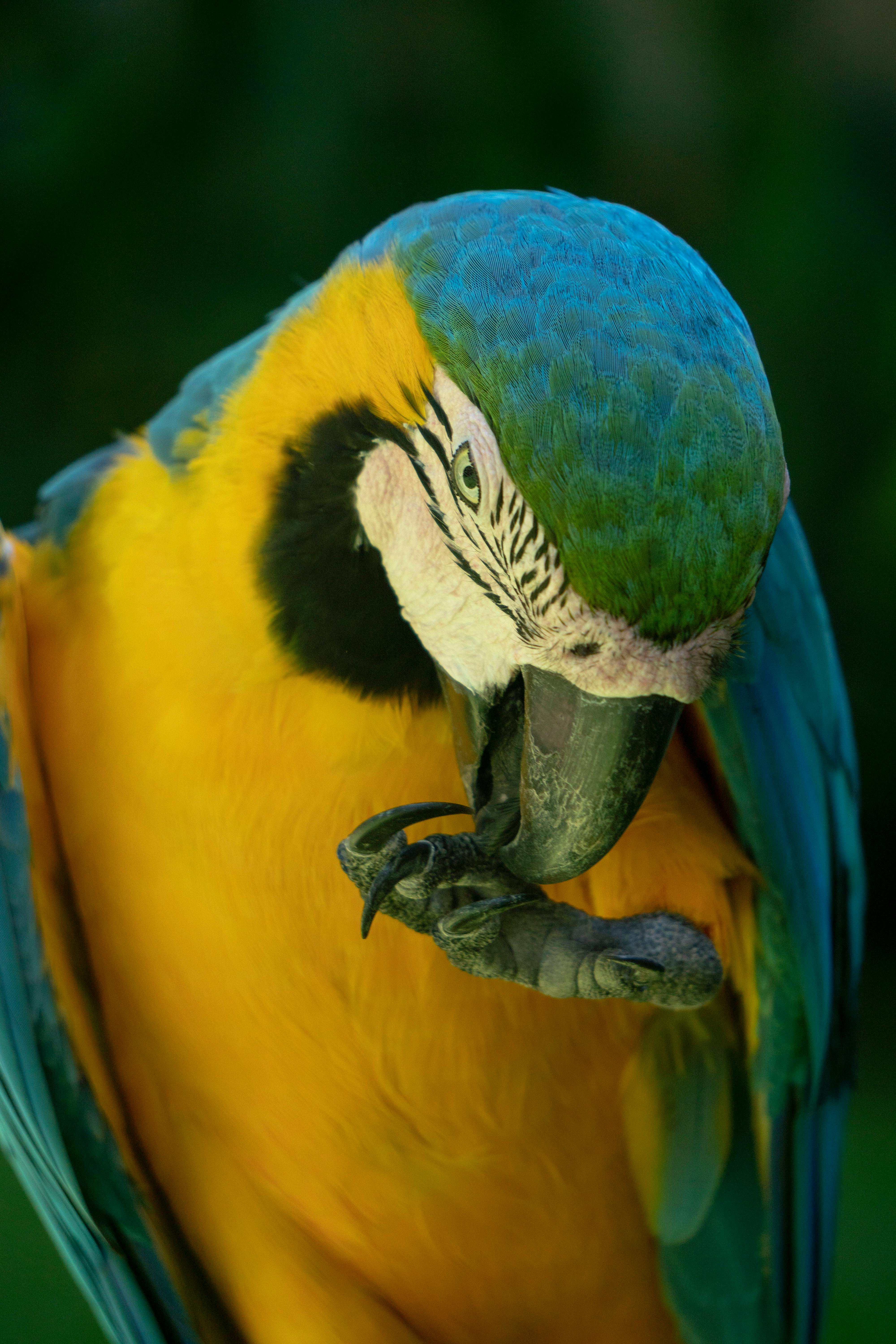 Macaw Photos, Download The BEST Free Macaw Stock Photos & HD Images