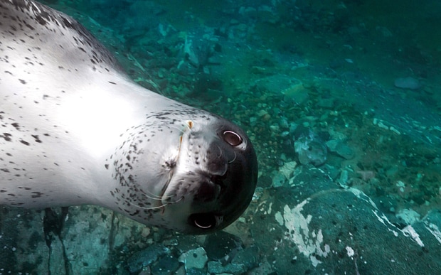 Seals photobomb underwater photographer