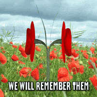 Memorial Day Poppies GIF