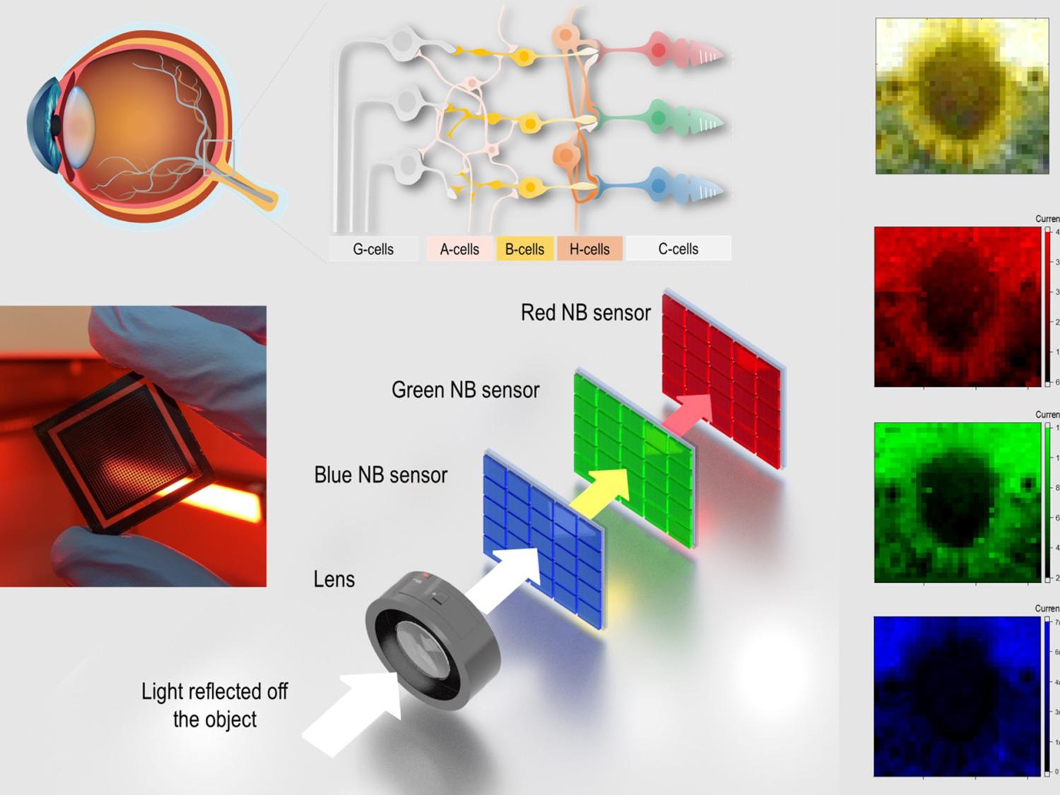 This image shows how a new retina-inspired narrowband photodetector works