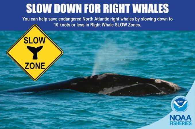 Help Endangered Whales: Slow Down in Slow Zones | NOAA Fisheries