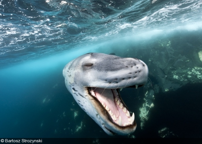 Big Animals – Leopard Seals, Antarctica