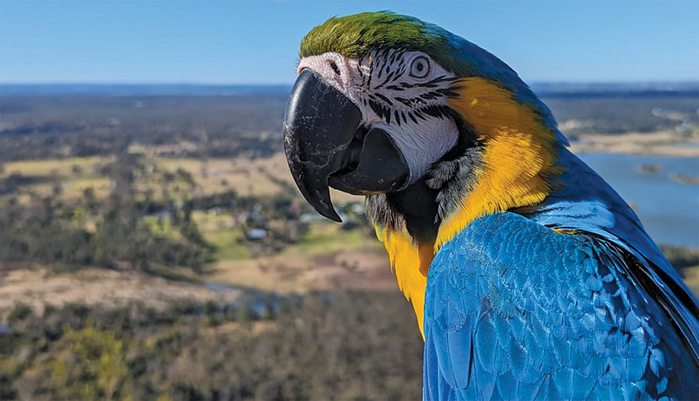 Penrith locals join desperate search for missing macaw – The Western  Weekender The Western Weekender I Penrith News