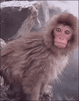 Monkey Omg GIF by MOODMAN