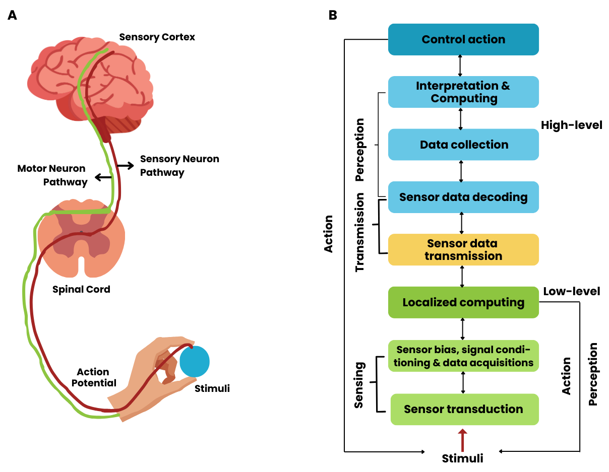 The human brain and neuromorphic computing are similar in performing high-level computing tasks and low-level processing tasks.