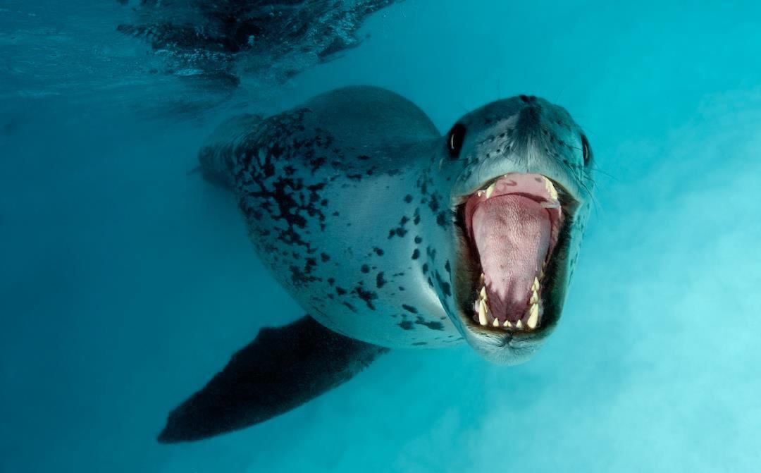 The Bunyip was actually a Leopard Seal. : r/cryptids