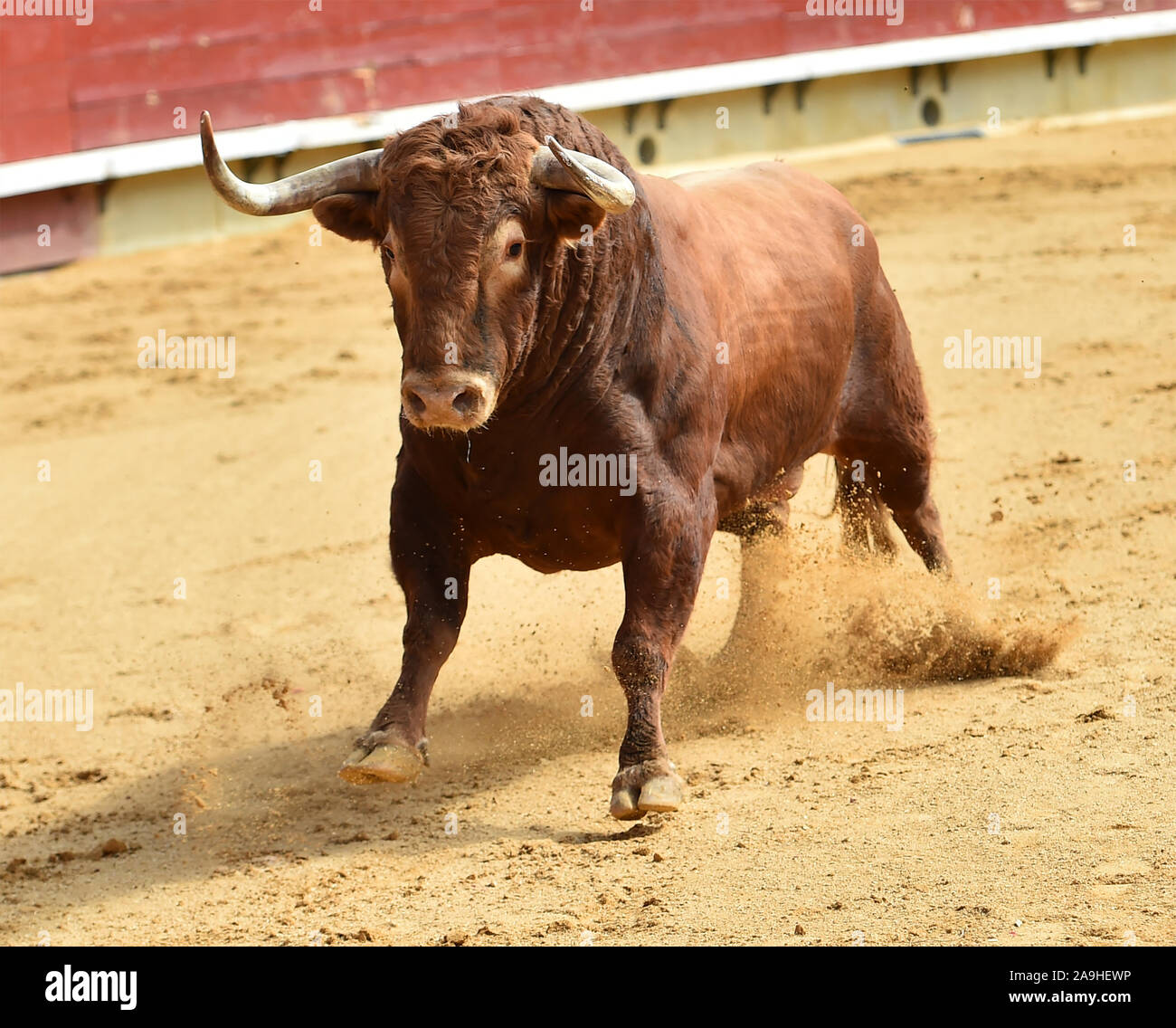 Angry bull hi-res stock photography and images - Alamy