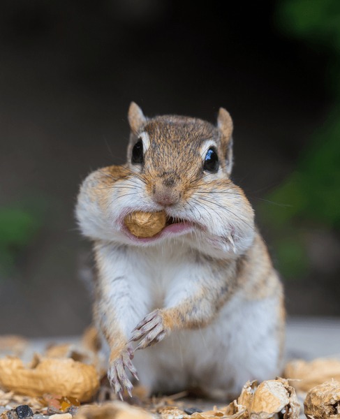 7,393 Chipmunk Eating Nuts Royalty-Free Photos and Stock Images |  Shutterstock
