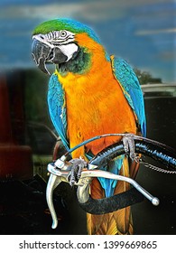 Parrot On Bicycle Photos, Images & Pictures | Shutterstock