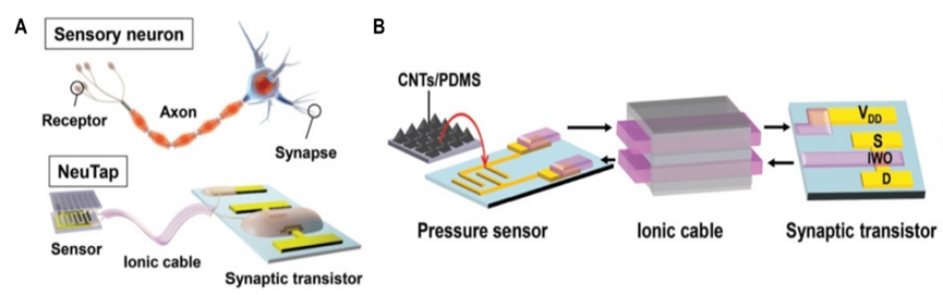 Neuromorphic tactile processing system comprises a pressure sensor, Ionic cable, and a synaptic transistor to mimic the function of Axon and Synapse and perceive the touch activity.