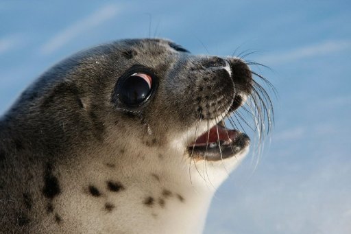 Dumb Post About Leopard Seals – @cameoamalthea on Tumblr Dumb Post About Leopard Seals – @cameoamalthea on Tumblr