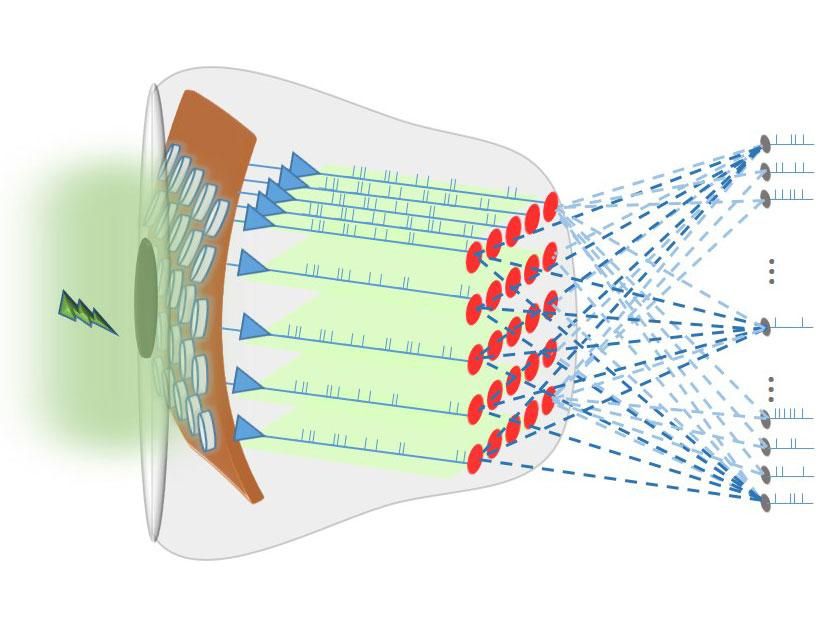 An array of the bio-inspired sensors produces strings of electrical pulses in response to light, which are then processed by a spiking neural network. An array of the bio-inspired sensors produces strings of electrical pulses in response to light, which are then processed by a spiking neural network.