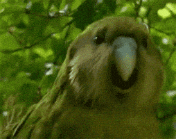 Happy Dance GIF Happy Dance GIF